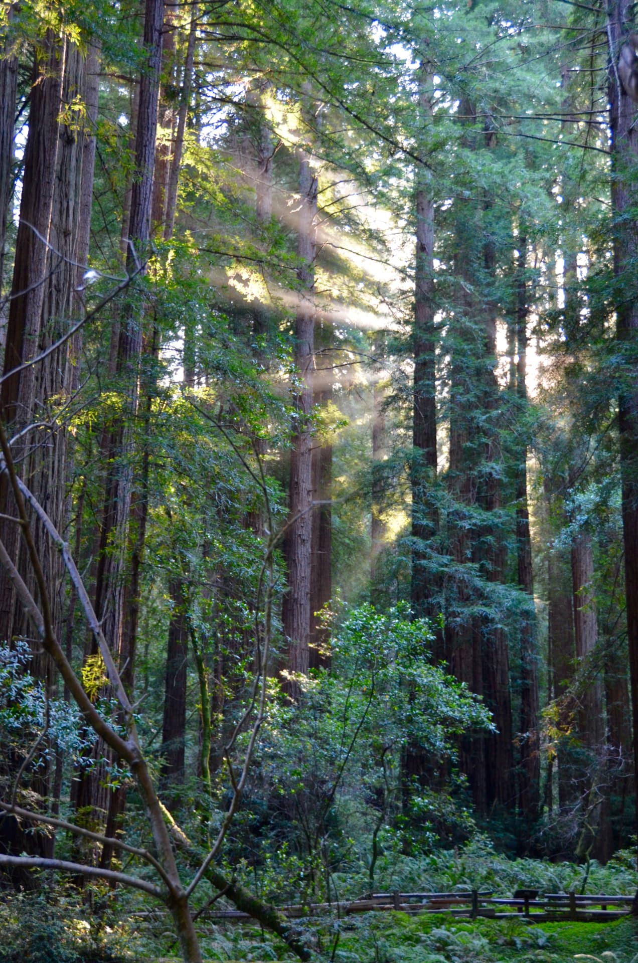 Shafts of sunlight falling through tall redwood trees in a quiet forest